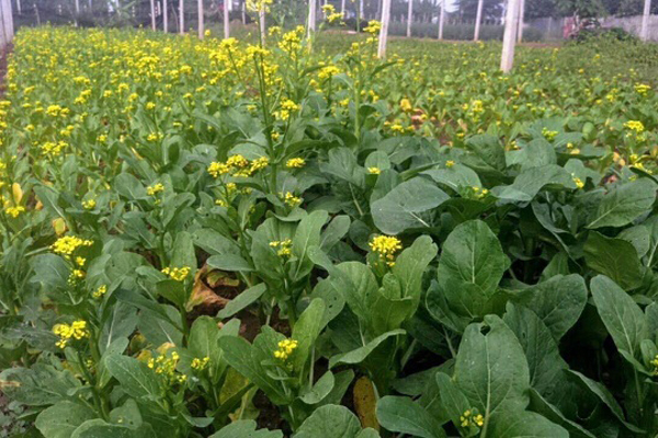 Thực phẩm bẩn thập diện mai phục thị trường cuối năm-3