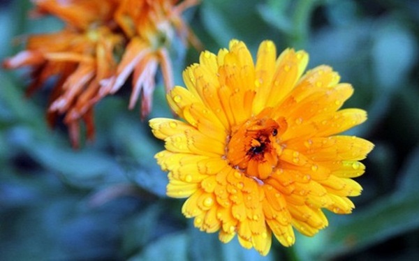 3 con giáp giàu lên khủng khiếp, dễ dàng sắm nhà lầu, xe hơi trong năm Canh Tý 2020-1