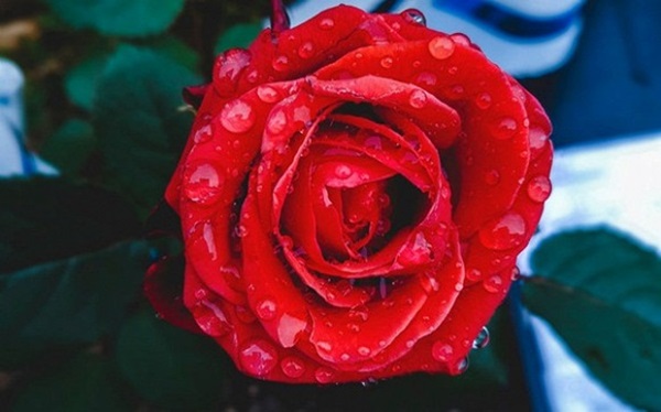 3 con giáp giàu lên khủng khiếp, dễ dàng sắm nhà lầu, xe hơi trong năm Canh Tý 2020-2