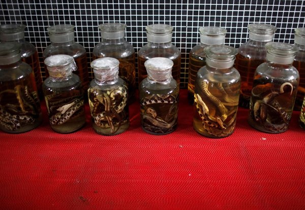 Vì sao con người dễ nhiễm bệnh từ động vật?-1