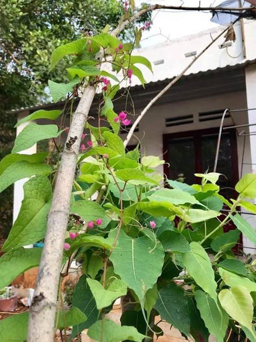 1 năm trốn phố về Bình Phước trồng rau, Kiều Trinh khoe vườn nhà trĩu quả-2