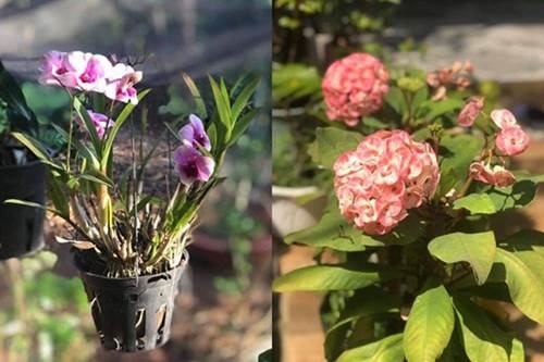 1 năm trốn phố về Bình Phước trồng rau, Kiều Trinh khoe vườn nhà trĩu quả-6