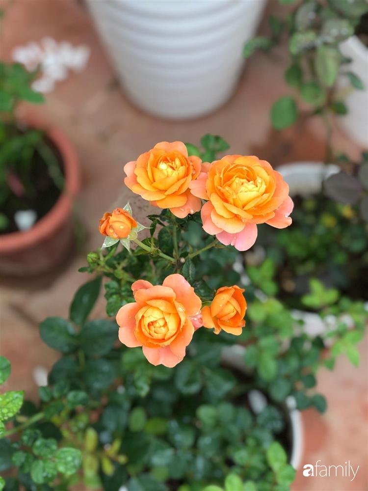 Mê hoa hồng, cô gái trẻ xứ Huế quyết tâm thức khuya dậy sớm tạo cả khu vườn hồng rực rỡ trên sân thượng-5