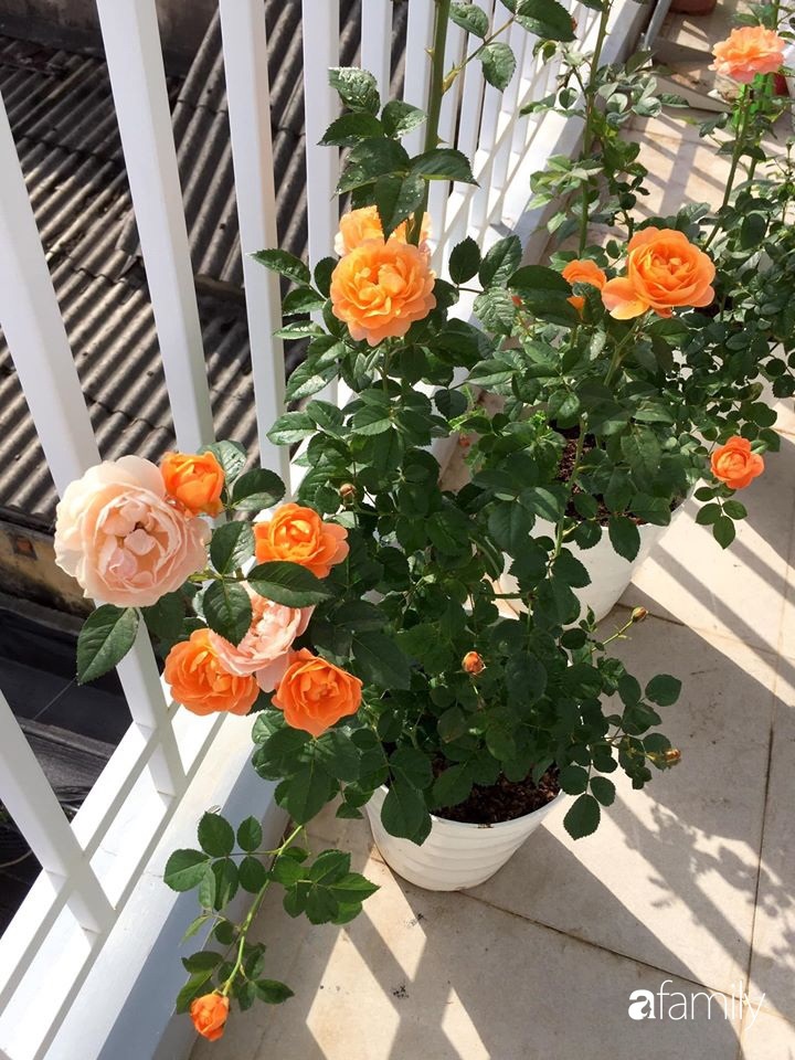 Mê hoa hồng, cô gái trẻ xứ Huế quyết tâm thức khuya dậy sớm tạo cả khu vườn hồng rực rỡ trên sân thượng-6