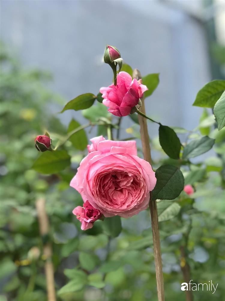 Mê hoa hồng, cô gái trẻ xứ Huế quyết tâm thức khuya dậy sớm tạo cả khu vườn hồng rực rỡ trên sân thượng-7