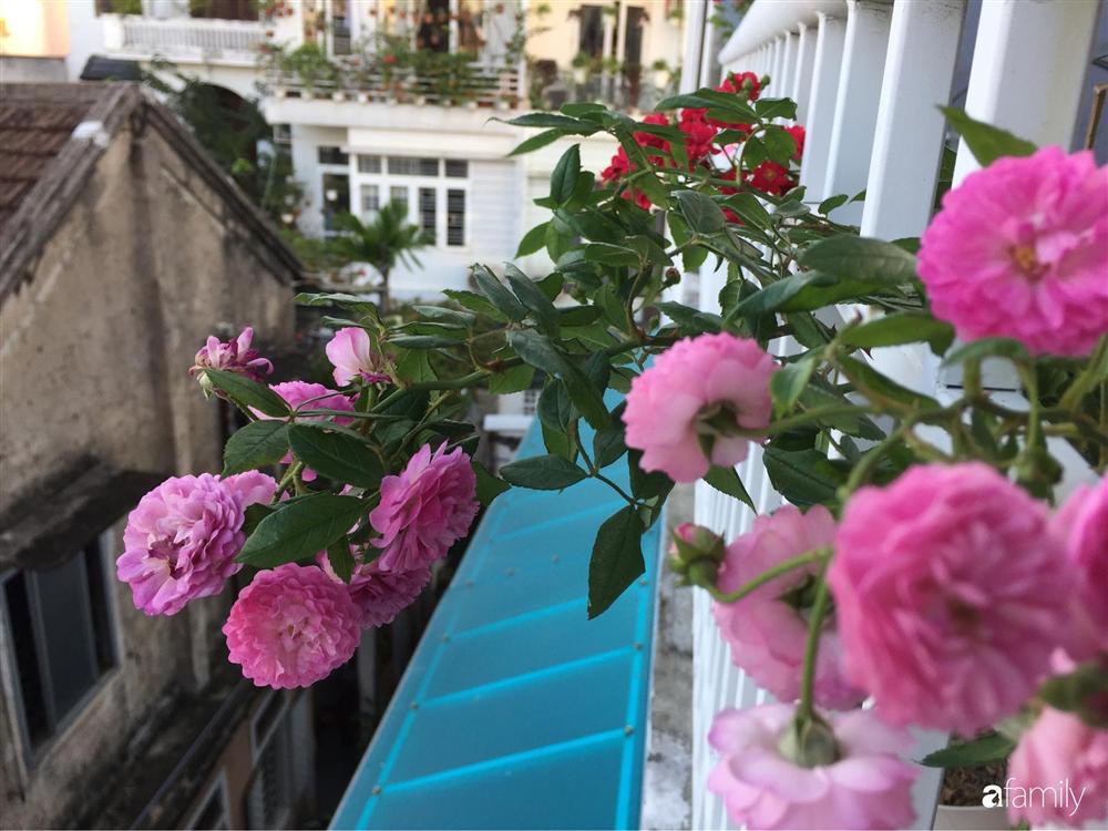 Mê hoa hồng, cô gái trẻ xứ Huế quyết tâm thức khuya dậy sớm tạo cả khu vườn hồng rực rỡ trên sân thượng-9