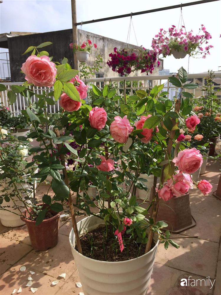 Mê hoa hồng, cô gái trẻ xứ Huế quyết tâm thức khuya dậy sớm tạo cả khu vườn hồng rực rỡ trên sân thượng-10