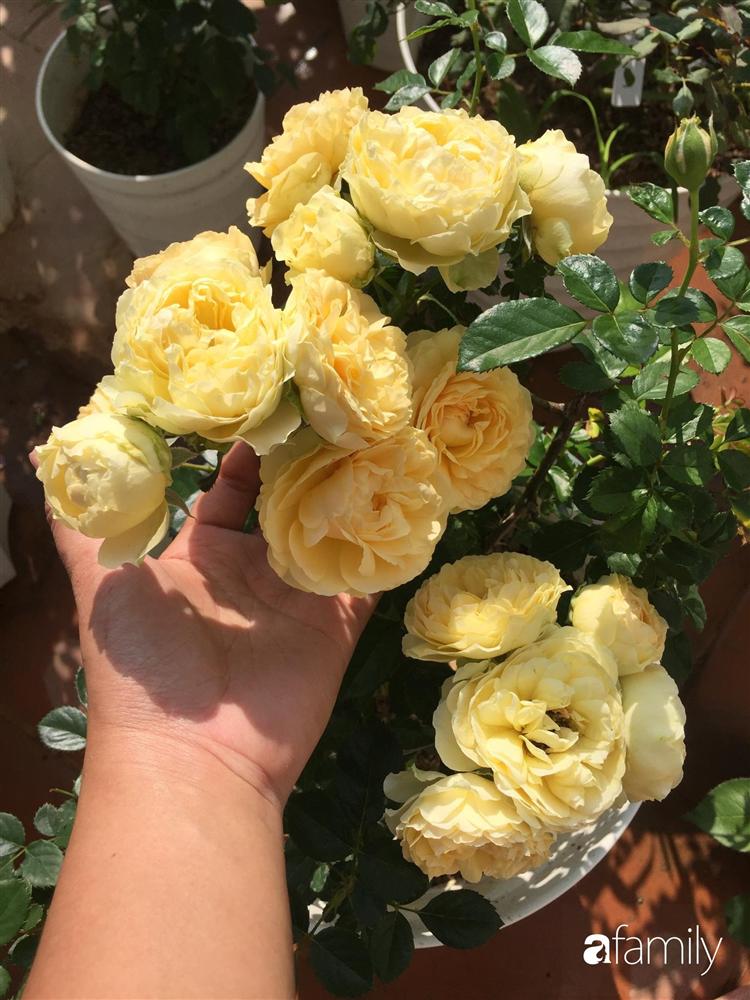 Mê hoa hồng, cô gái trẻ xứ Huế quyết tâm thức khuya dậy sớm tạo cả khu vườn hồng rực rỡ trên sân thượng-11