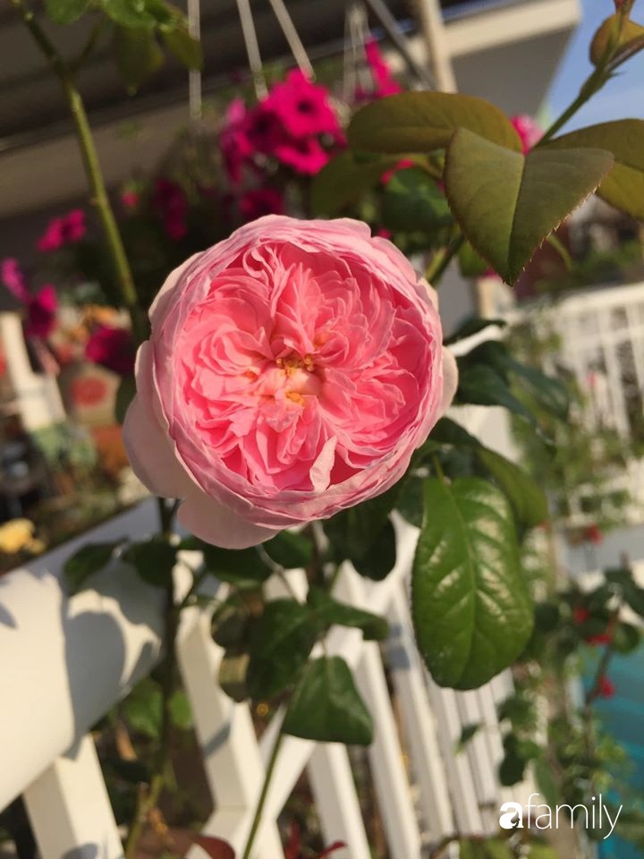 Mê hoa hồng, cô gái trẻ xứ Huế quyết tâm thức khuya dậy sớm tạo cả khu vườn hồng rực rỡ trên sân thượng-15