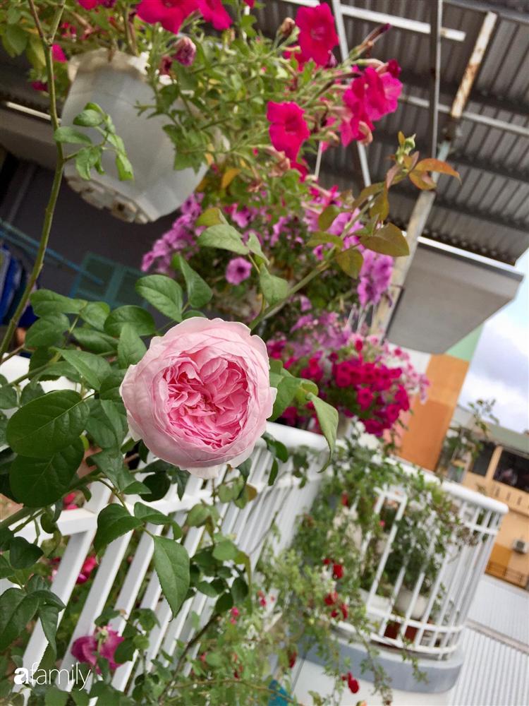 Mê hoa hồng, cô gái trẻ xứ Huế quyết tâm thức khuya dậy sớm tạo cả khu vườn hồng rực rỡ trên sân thượng-16