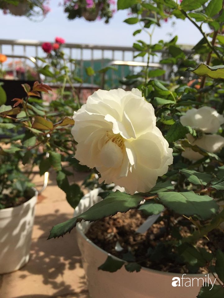 Mê hoa hồng, cô gái trẻ xứ Huế quyết tâm thức khuya dậy sớm tạo cả khu vườn hồng rực rỡ trên sân thượng-17