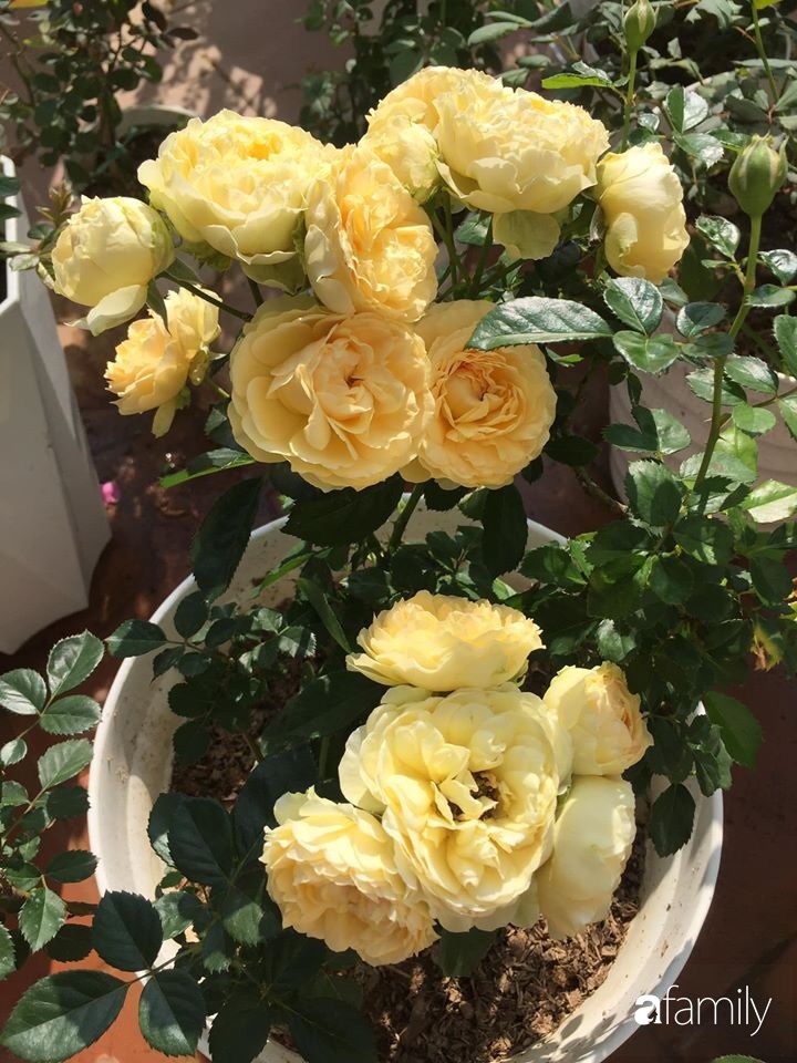 Mê hoa hồng, cô gái trẻ xứ Huế quyết tâm thức khuya dậy sớm tạo cả khu vườn hồng rực rỡ trên sân thượng-19