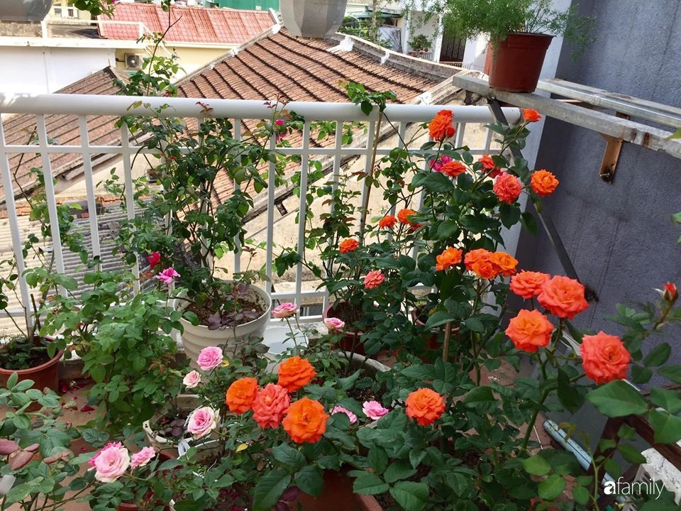 Mê hoa hồng, cô gái trẻ xứ Huế quyết tâm thức khuya dậy sớm tạo cả khu vườn hồng rực rỡ trên sân thượng-20