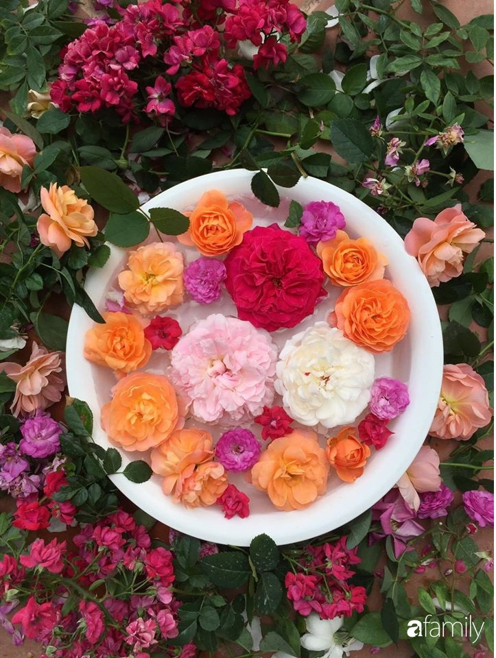 Mê hoa hồng, cô gái trẻ xứ Huế quyết tâm thức khuya dậy sớm tạo cả khu vườn hồng rực rỡ trên sân thượng-21