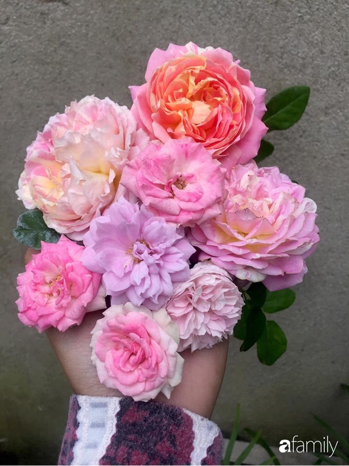 Mê hoa hồng, cô gái trẻ xứ Huế quyết tâm thức khuya dậy sớm tạo cả khu vườn hồng rực rỡ trên sân thượng-22