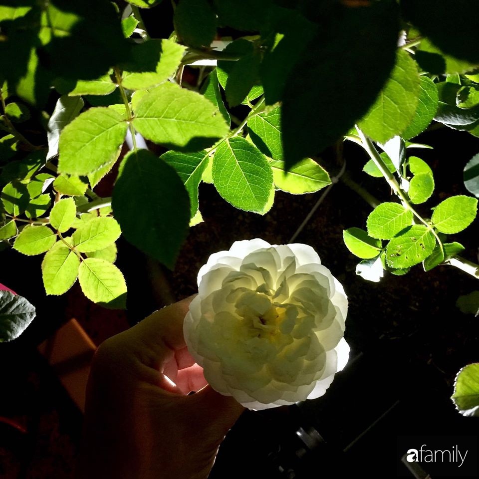 Mê hoa hồng, cô gái trẻ xứ Huế quyết tâm thức khuya dậy sớm tạo cả khu vườn hồng rực rỡ trên sân thượng-23