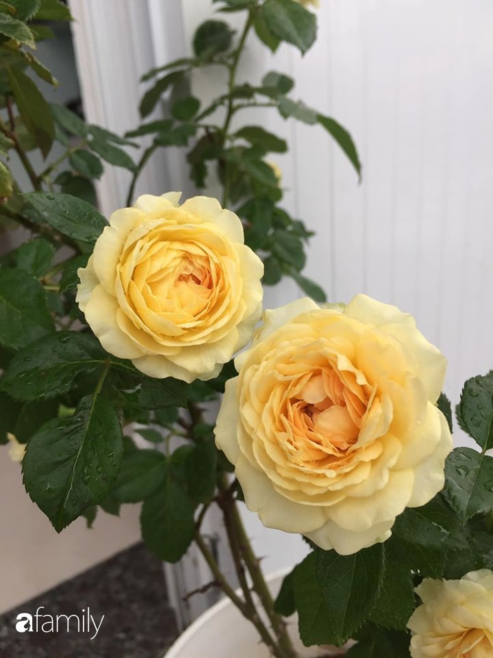 Mê hoa hồng, cô gái trẻ xứ Huế quyết tâm thức khuya dậy sớm tạo cả khu vườn hồng rực rỡ trên sân thượng-24