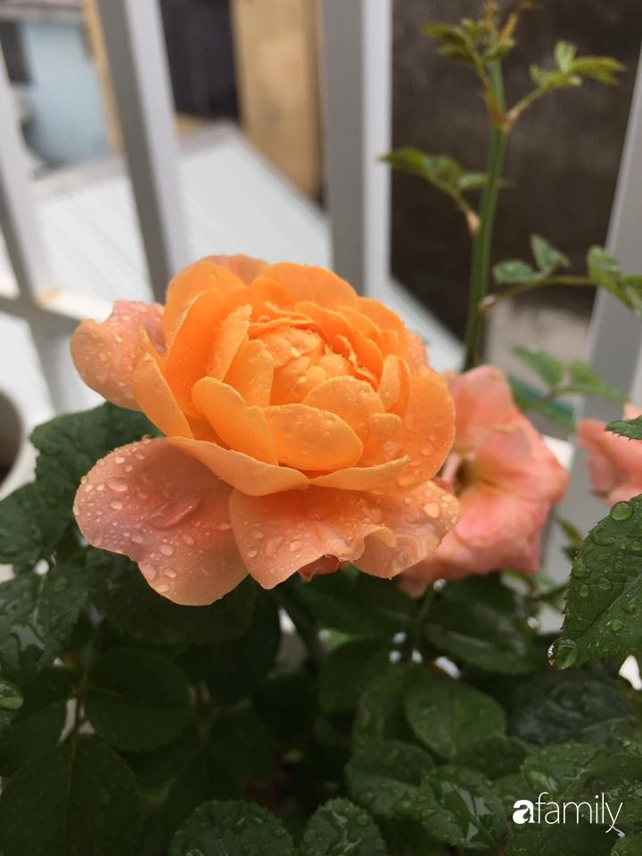 Mê hoa hồng, cô gái trẻ xứ Huế quyết tâm thức khuya dậy sớm tạo cả khu vườn hồng rực rỡ trên sân thượng-25