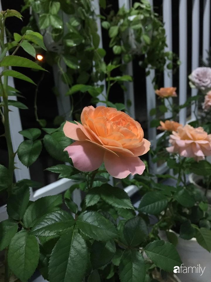 Mê hoa hồng, cô gái trẻ xứ Huế quyết tâm thức khuya dậy sớm tạo cả khu vườn hồng rực rỡ trên sân thượng-26