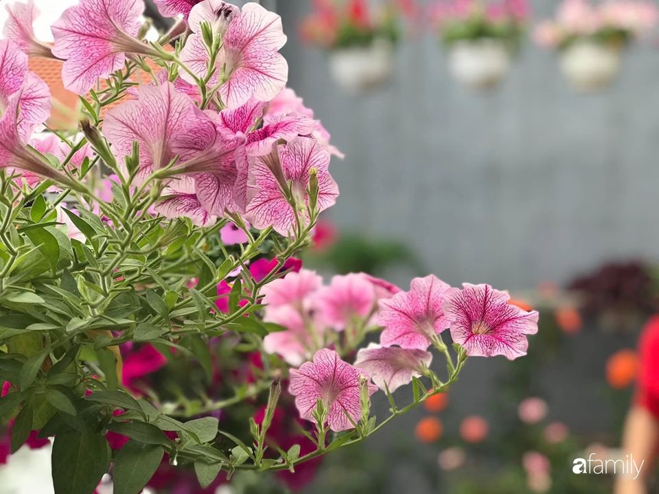 Mê hoa hồng, cô gái trẻ xứ Huế quyết tâm thức khuya dậy sớm tạo cả khu vườn hồng rực rỡ trên sân thượng-29