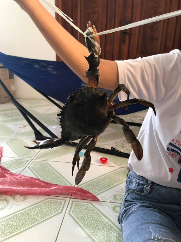 Hí hửng mua cua về tẩm bổ, cô gái cạn lời với đống dây buộc trải ra dài và rộng như... thảm đỏ-2