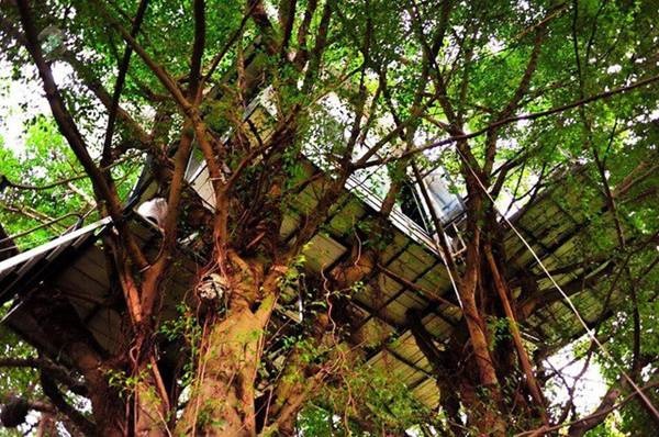 Cận cảnh những ngôi nhà treo mình trên cây, độc nhất Việt Nam-4