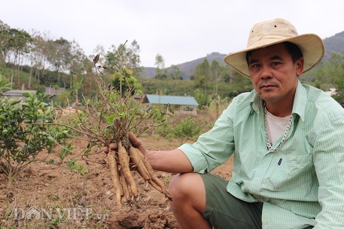 Trồng loại sâm quý, từ 3,2 triệu sau một năm đẻ ra 60 triệu-1