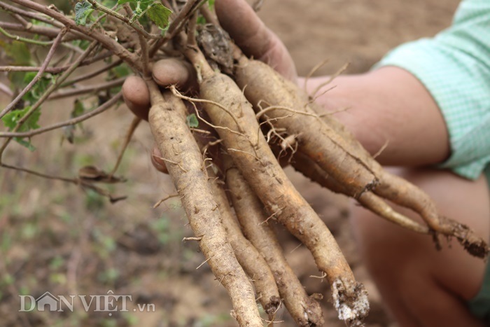 Trồng loại sâm quý, từ 3,2 triệu sau một năm đẻ ra 60 triệu-2