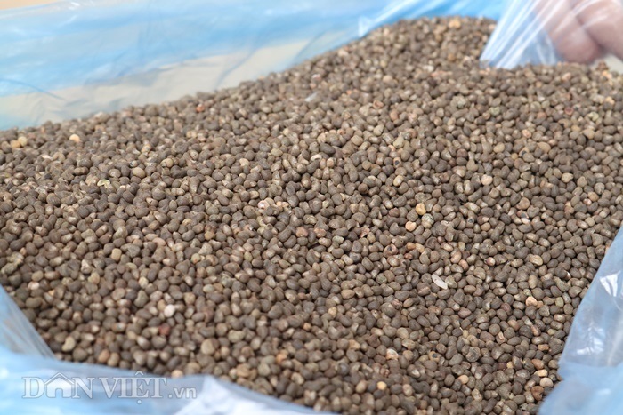 Trồng loại sâm quý, từ 3,2 triệu sau một năm đẻ ra 60 triệu-5