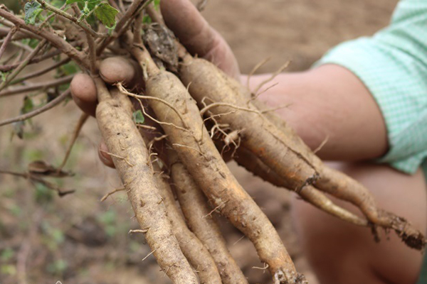 Loài sâm tưởng tuyệt chủng bỗng hồi sinh thần kỳ, dân đút túi tiền tỷ/năm-17