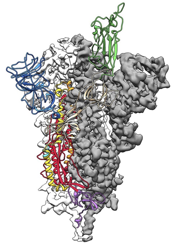 Đột phá trong nghiên cứu virus corona: Các nhà khoa học Mỹ tạo thành công bản đồ phân tử 3D của COVID-19-2