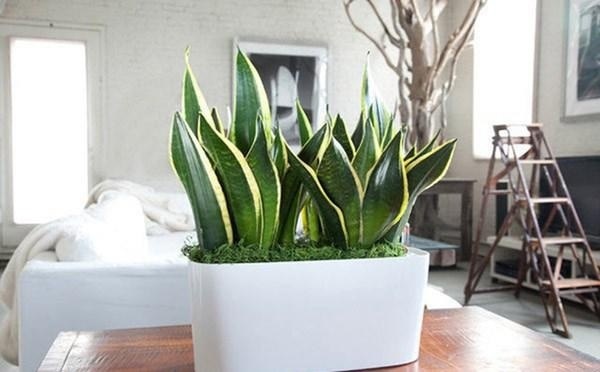 8 quan điểm sai lầm nghiêm trọng trong phong thủy ai cũng có thể mắc phải-1