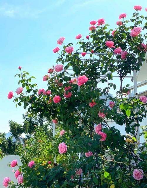 Bà xã Quyền Linh khoe vườn hồng ngập sắc, mọi sự trầm trồ lại đổ vào 2 cô công chúa-1