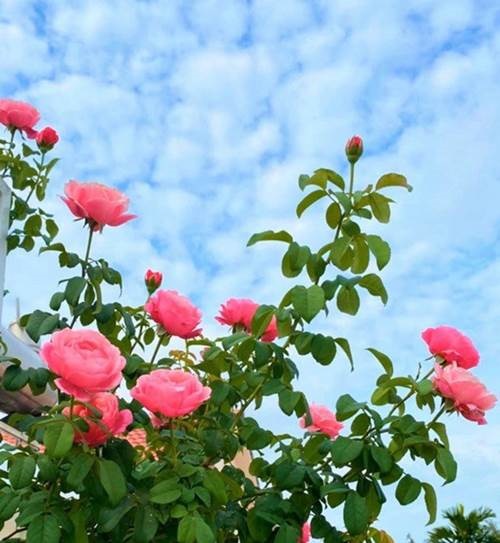 Bà xã Quyền Linh khoe vườn hồng ngập sắc, mọi sự trầm trồ lại đổ vào 2 cô công chúa-2