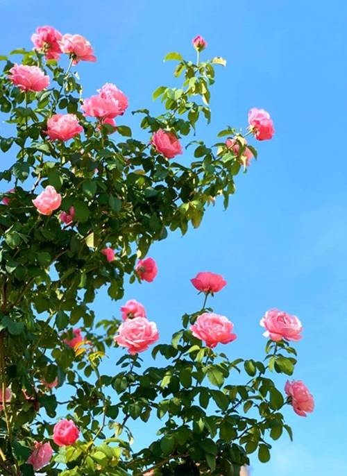 Bà xã Quyền Linh khoe vườn hồng ngập sắc, mọi sự trầm trồ lại đổ vào 2 cô công chúa-3