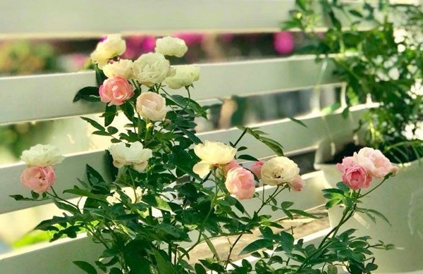 Bà xã Quyền Linh khoe vườn hồng ngập sắc, mọi sự trầm trồ lại đổ vào 2 cô công chúa-8