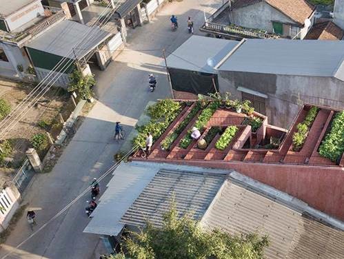 Vườn rau 7 bậc thang trên mái nhà ở Quảng Ngãi lên báo Mỹ-3