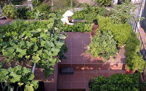 Vườn rau 7 bậc thang trên mái nhà ở Quảng Ngãi lên báo Mỹ-4