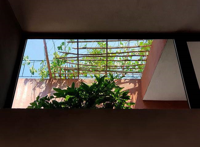 Vườn rau 7 bậc thang trên mái nhà ở Quảng Ngãi lên báo Mỹ-11