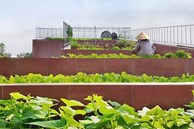 Vườn rau 7 bậc thang trên mái nhà ở Quảng Ngãi lên báo Mỹ