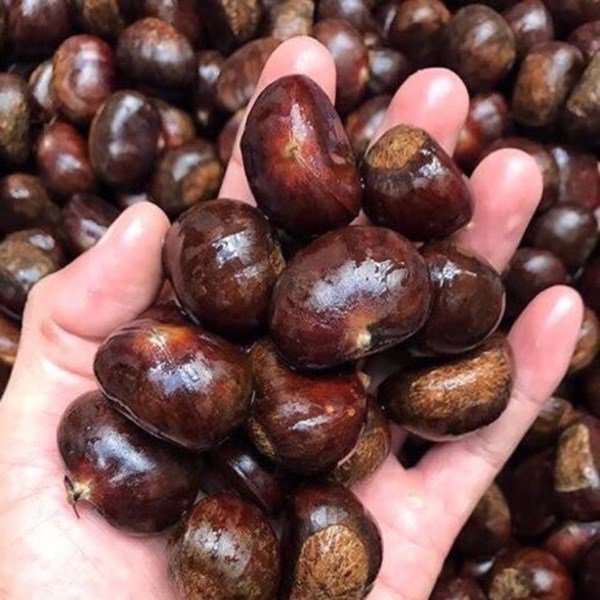 Không cần mua chổi quét, chỉ với một nắm hạt dẻ&nbsp;nhện tranh nhau&nbsp;trốn khỏi nhà-3