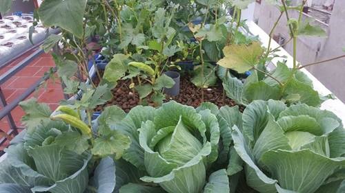 Khó rời mắt khỏi vườn rau trĩu trịt, cá béo mầm trên sân thượng của ông bố yêu gia đình-1