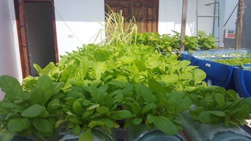 Khó rời mắt khỏi vườn rau trĩu trịt, cá béo mầm trên sân thượng của ông bố yêu gia đình-2