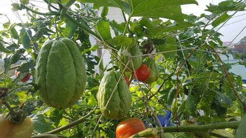 Khó rời mắt khỏi vườn rau trĩu trịt, cá béo mầm trên sân thượng của ông bố yêu gia đình-3