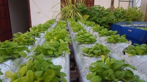 Khó rời mắt khỏi vườn rau trĩu trịt, cá béo mầm trên sân thượng của ông bố yêu gia đình-4