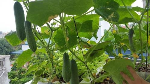 Khó rời mắt khỏi vườn rau trĩu trịt, cá béo mầm trên sân thượng của ông bố yêu gia đình-5