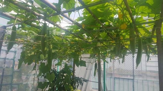 Khó rời mắt khỏi vườn rau trĩu trịt, cá béo mầm trên sân thượng của ông bố yêu gia đình-7