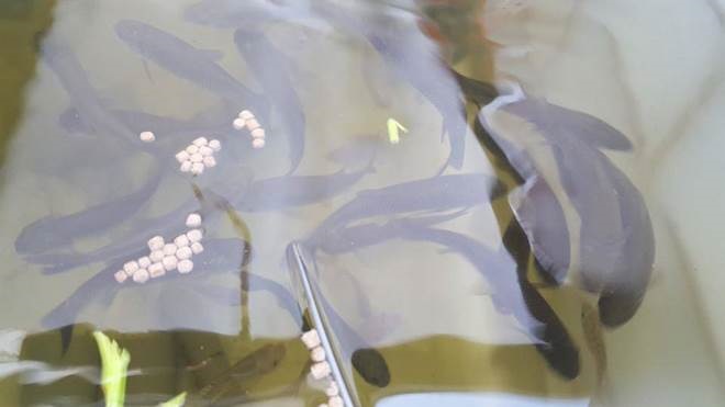 Khó rời mắt khỏi vườn rau trĩu trịt, cá béo mầm trên sân thượng của ông bố yêu gia đình-8