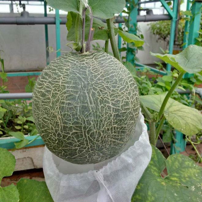 Khó rời mắt khỏi vườn rau trĩu trịt, cá béo mầm trên sân thượng của ông bố yêu gia đình-10