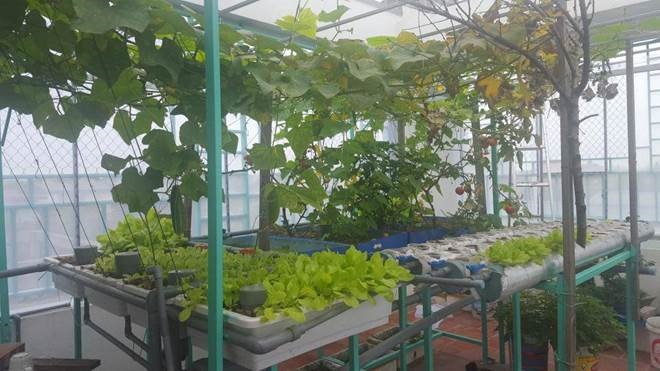 Khó rời mắt khỏi vườn rau trĩu trịt, cá béo mầm trên sân thượng của ông bố yêu gia đình-11